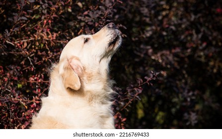 Beige Labrador Retriever Dog Looking Sideways