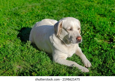 a beige labrador sits on the green grass - Shutterstock ID 2198621475
