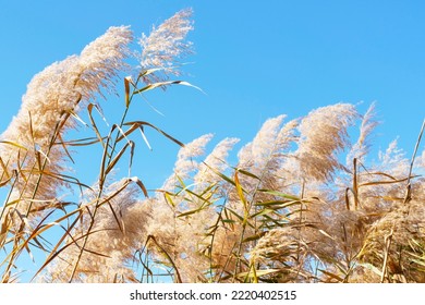 Beige Pampas Grass Against The Sky Close Up, Natural Background.