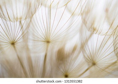 Beige pattern of dandelion seeds, golden earthy tones, abstract quality macro photograph. - Shutterstock ID 1313551382