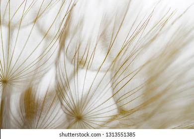 Beige pattern of dandelion seeds, golden earthy tones, abstract quality macro photograph. - Shutterstock ID 1313551385