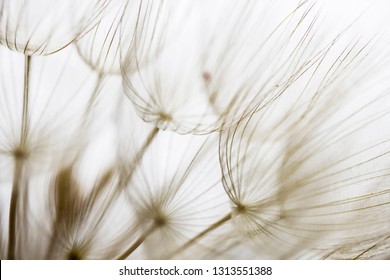 Beige pattern of dandelion seeds, golden earthy tones, abstract quality macro photograph. - Shutterstock ID 1313551388