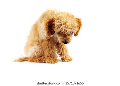 Beige Poodle Dog Sitting And Looking Down, White Background Isolated