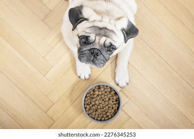 A beige pug dog lies on a wooden floor near a bowl of food and looks sadly into the camera. - Powered by Shutterstock
