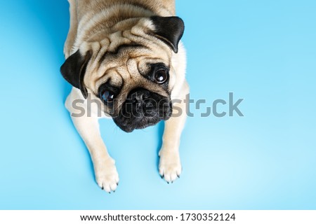  beige pug dog lies on a blue background and looks sadly at the camera. top view, copy space.