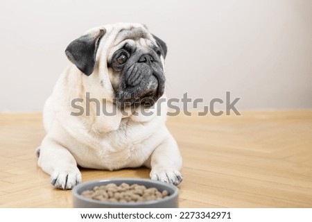 A beige pug dog lies on a wooden floor near a bowl of food and looks sadly into the camera. Stockfoto © 