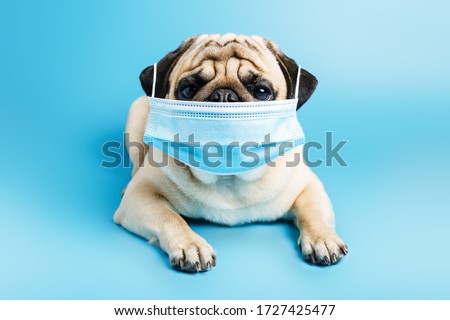  beige pug dog in a surgical medical mask lies on a blue background. wearing a mask during a pandemic and quarantine. concept of protection against coronovirus, disease. Veterinary clinic concept.