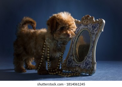 Beige Puppy Of A Dog Of The Russian Colored Lapdog Breed In Beads On A Blue Background In A Studio Indoors In Front Of A Mirror