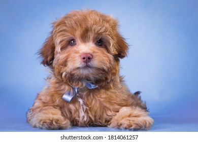 Beige Puppy Of A Dog Of The Russian Colored Lapdog Breed On A Blue Background In A Studio Indoors