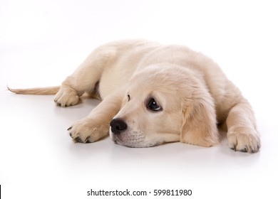 Beige Puppy Labrador Isolated On White Stock Photo 599811980 | Shutterstock