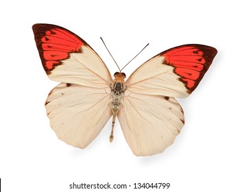 Beige And Red Butterfly Isolated On White