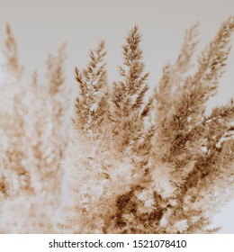 Beige reeds agains white wall. Beautiful pattern with neutral colors. Minimal, stylish, trend concept. Parisian vibes. Closeup photo. - Powered by Shutterstock