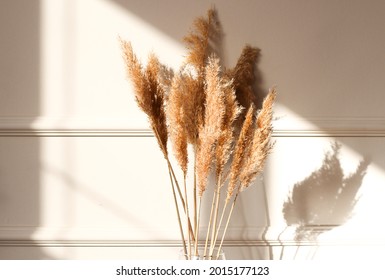 Beige reeds agains white wall. Abstract natural background. Beautiful pattern with neutral colors. Minimal, stylish, trend concept