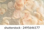 Beige Rose Petals Placed on Water Surface. Beauty and Spa Background.