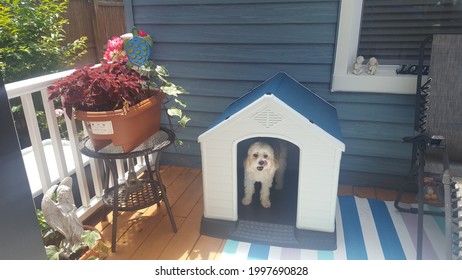 Beige White Medium Size Maltese  St Charles Mix In Blue Dog House 