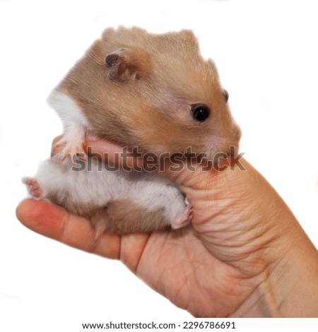 Similar – Image, Stock Photo Lap Rat Feminine Child