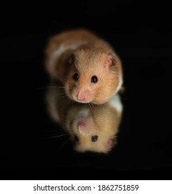 Beige and white syrian hamster on a mirror with black background