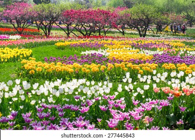 Beijing Botanical Garden Tulip Flowers