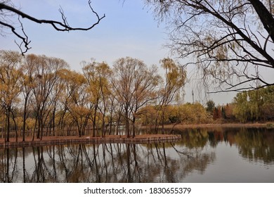 Beijing Chaoyang Park  Autumn Tree China Lake Surface      