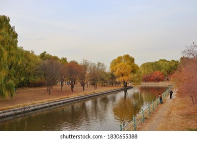 Beijing Chaoyang Park  Autumn Tree China Lake Surface      