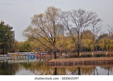 Beijing Chaoyang Park  Autumn Tree China Lake Surface      