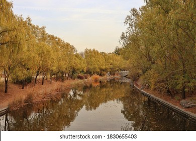 Beijing Chaoyang Park  Autumn Tree China Lake Surface      