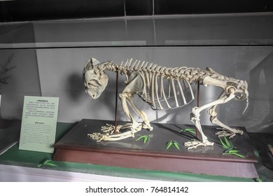 Beijing, China. 17th Oct, 2012. Giant Panda Skeleton. Display For Visitor To Know More About Panda.