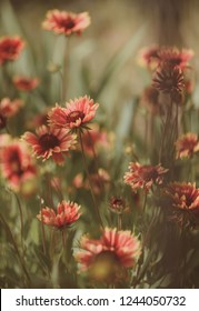 Being in full bloom. Flowering plants. Flowers in blossom. Blossoming flowers on nature landscape. Idyllic summer nature. Wild flowers on summer field. Beauties of nature, vintage filter.