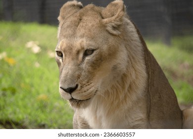 Being smaller and lighter than males, lionesses are more agile and faster. During hunting, smaller females chase the prey toward the center of the hunting group - Shutterstock ID 2366603557