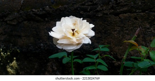 Bekasi Bantar Gebang 2022- White Roses In Front Of The House Have A Bright White Color And Smell Good