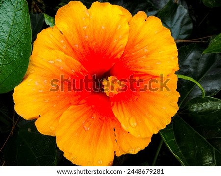 Bekasi, Indonesia, 7 April 2024 - Beautiful orange hibiscus flower petal on my garden