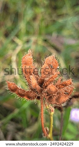Similar – Image, Stock Photo Plant whose name I do not yet know