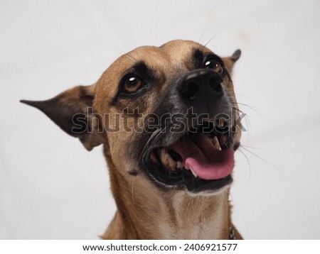 bekasi, west java, indonesia, july 20th 2020 : portrait  expression of male stray dog smiling while photography inside the studio