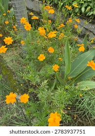 Bekasi , west Java , Indonesia , May 20, 2026 : Beautiful yellow sulfur cosmos flowers after raining day 