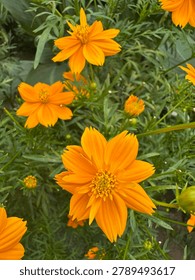 Bekasi, West Java, Indonesia , May 29, 2026 : Beautiful Yellow sulfur cosmos   flowers blossom  on the outdoor garden 