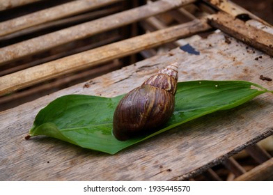 Bekicot, Achatina Fulica (Giant African Snail) Is A Land Snail Belonging To The Achatinidae Family