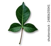 Bel Patra, also known as Bilva Patra, is a leaf from the Bel tree in Hinduism, offered to Lord Shiva. 