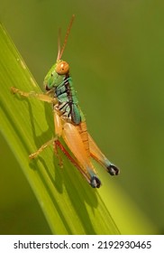 Belalang Rumput Caelifera Colorfull Grasshopper