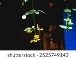 Belamcanda chinensis are small herbaceous plants. The average height of a fan orchid is from 60-80cm. The entire stem and leaves of the Belamcanda chinensis grow like 