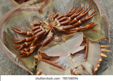 87 Tachypleus Gigas Images, Stock Photos & Vectors | Shutterstock