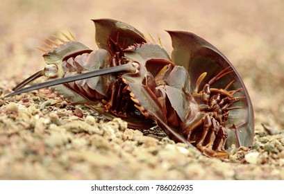 87 Tachypleus Gigas Images, Stock Photos & Vectors | Shutterstock