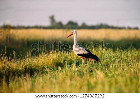 Similar – Foto Bild Ausgewachsener Europäischer Weißstorch Fliegend gegen grüne Wälder. Ciconia Ciconia.