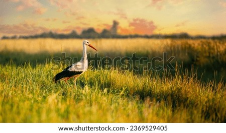 Similar – Foto Bild Ausgewachsener Europäischer Weißstorch Fliegend gegen grüne Wälder. Ciconia Ciconia.