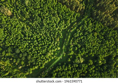 Belarus. Aerial View Of Green Small Bog Marsh Swamp Wetland In Green Forest Landscape In Summer Day. High Attitude View. Forest Lane In Bird's Eye View.