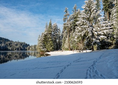 Belcarra Regional Park, Port Moody, BC Canada - December 30, 2021: Snowscape And Landscape From Trail Along Sasamat Lake And White Pine Beach