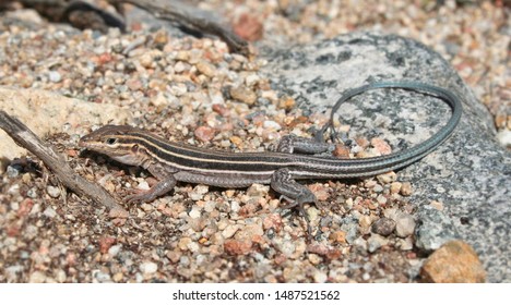 Belding's Orange-throated Whiptail Lizard (Aspidoscelis hyperythra)