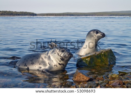 Belek baby harp seal Pagophilus groenlandicus in the White Sea, Gulf Kandalakshskom