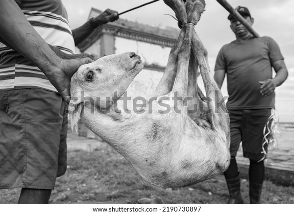 Belem do Para, State of Para, Brazil - August\
01, 2016: Men at work carrying a goat in a wood bar near Ver-o-Peso\
Market. It´s common in the brazilian Amazon the open market of\
animals in the streets.