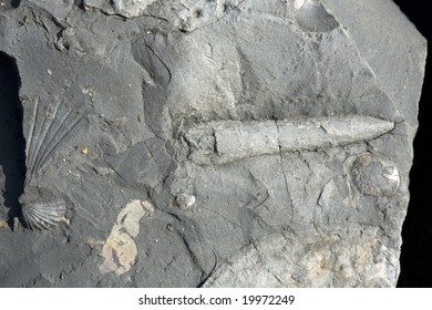 Belemnite Embedded In Blue Lias Limestone On Charmouth Beach, Dorset