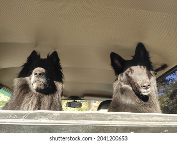 Belgian black shepherd dogs sit in the back seat of a car on a sunny day